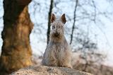 SCOTTISH TERRIER 002